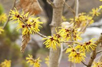 Witch Hazel intermedia Pallida Yellow (Hamamelis x) - Ladybird Nursery