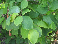 Witch Hazel (Hamamelis virginiana) 300mm Pick Up Only - Ladybird Nursery