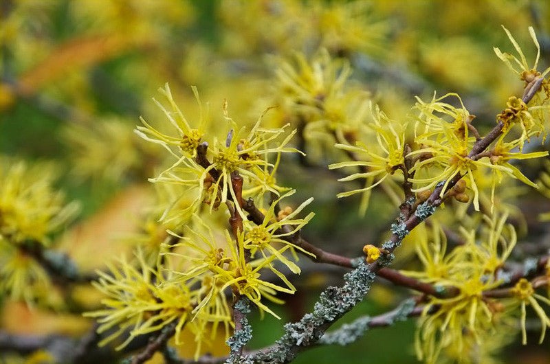Witch Hazel (Hamamelis virginiana) 300mm Pick Up Only - Ladybird Nursery