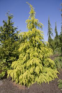 Deodar Cedar Vinks Gold (Cedrus deodara) - Ladybird Nursery