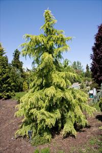 Deodar Cedar White Imp (Cedrus deodara)