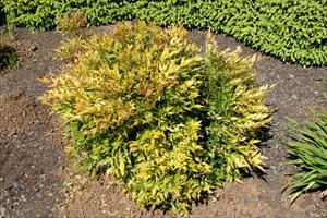 Heavenly Bamboo Moon Bay (Nandina domestica)