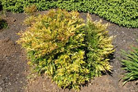 Heavenly Bamboo Moon Bay (Nandina domestica) - Ladybird Nursery