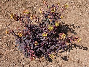 Ruby Glow Wood Spurge (Euphorbia amygdaloides) - Ladybird Nursery