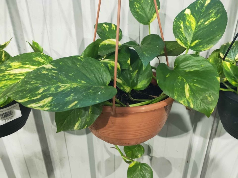 Hanging Basket plants