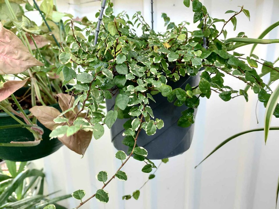 Hanging Basket plants - Ladybird Nursery