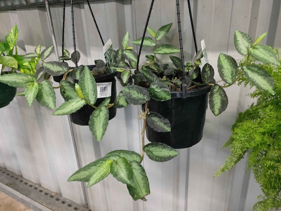 Hanging Basket plants