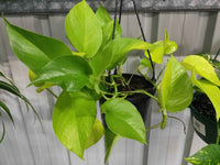 Hanging Basket plants - Ladybird Nursery