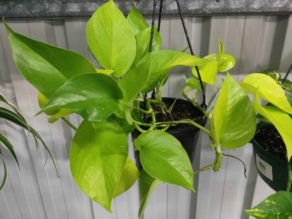 Hanging Basket plants - Ladybird Nursery