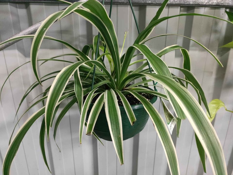 Hanging Basket plants