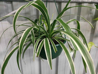 Hanging Basket plants - Ladybird Nursery
