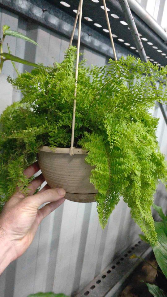 Hanging Basket plants - Ladybird Nursery