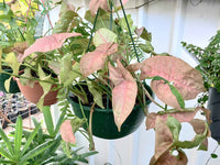 Hanging Basket plants