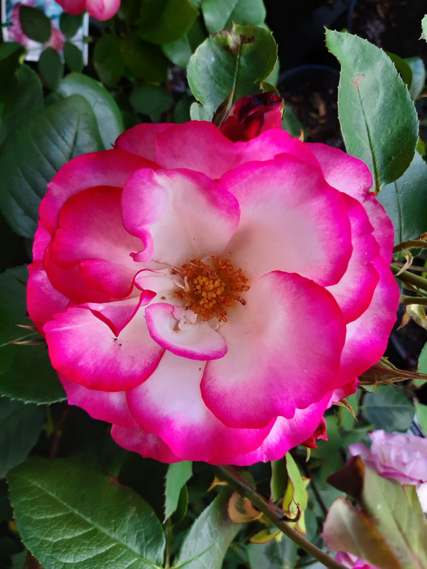 Rose 'Hannah Gordon'