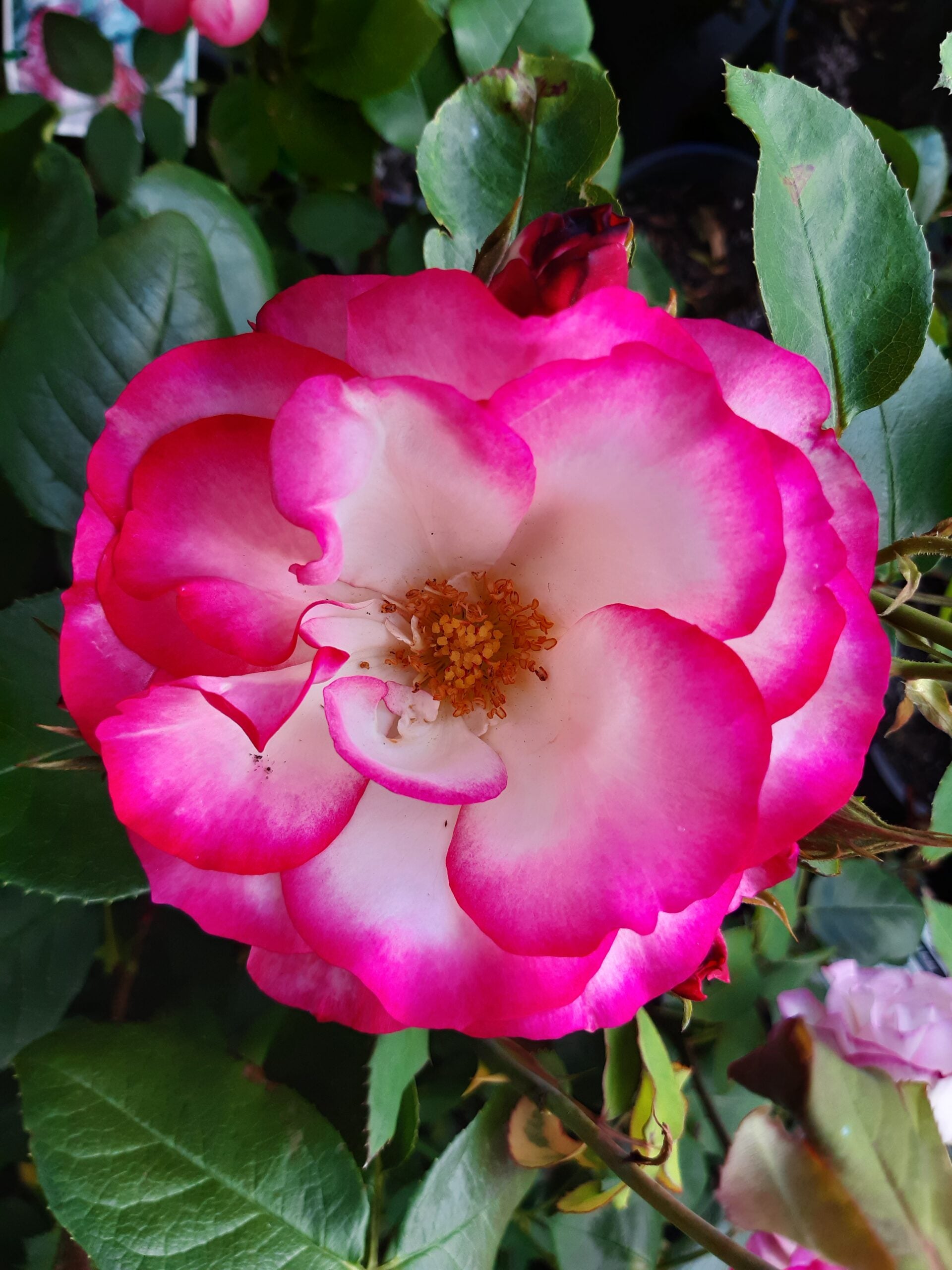 Rose 'Hannah Gordon'