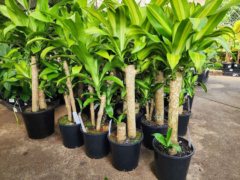 Happy Plant (Dracaena fragrans ‘Massangeana’)