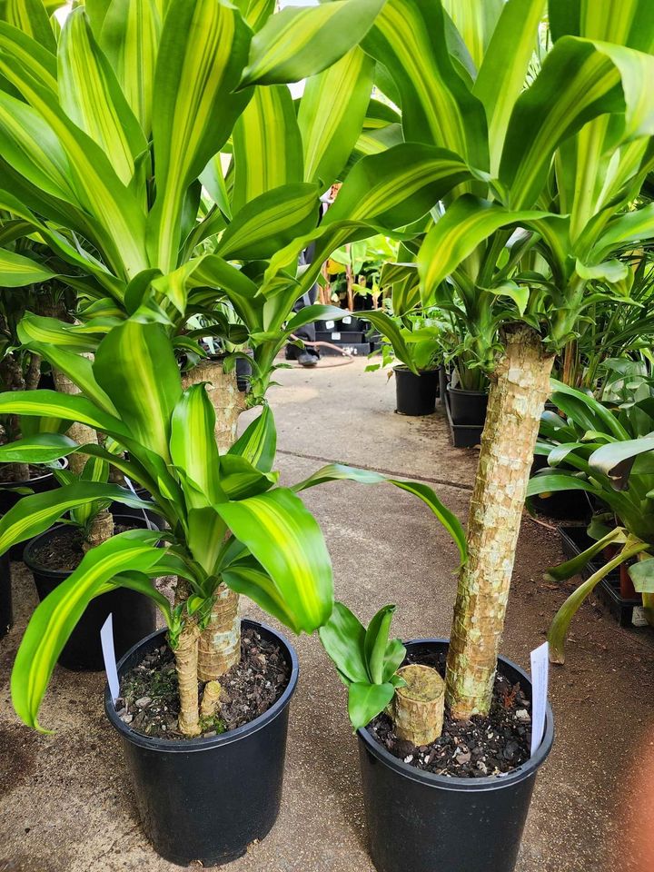 Happy Plant (Dracaena fragrans ‘Massangeana’) - Ladybird Nursery