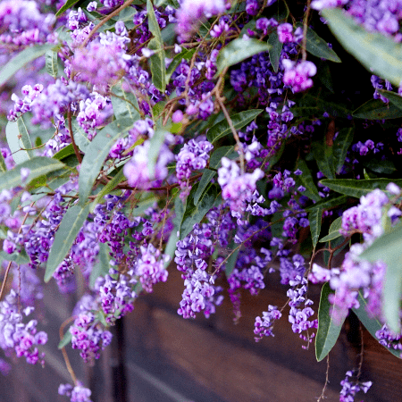 Happy Wanderer 'Sea of Purple' (Hardenbergia) - Ladybird Nursery