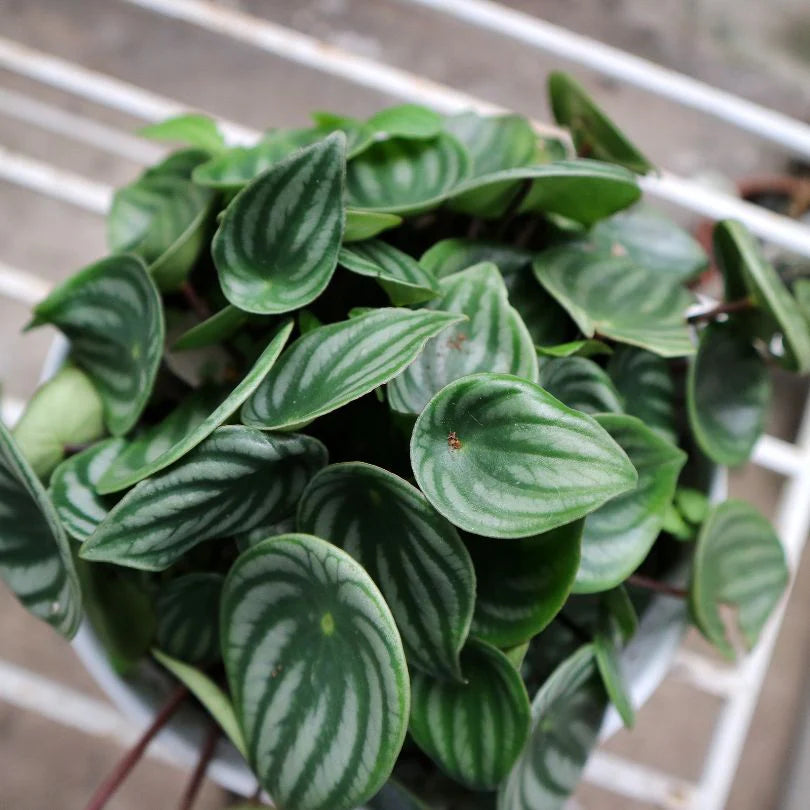 Peperomia Watermelon  (Peperomia argyreia)