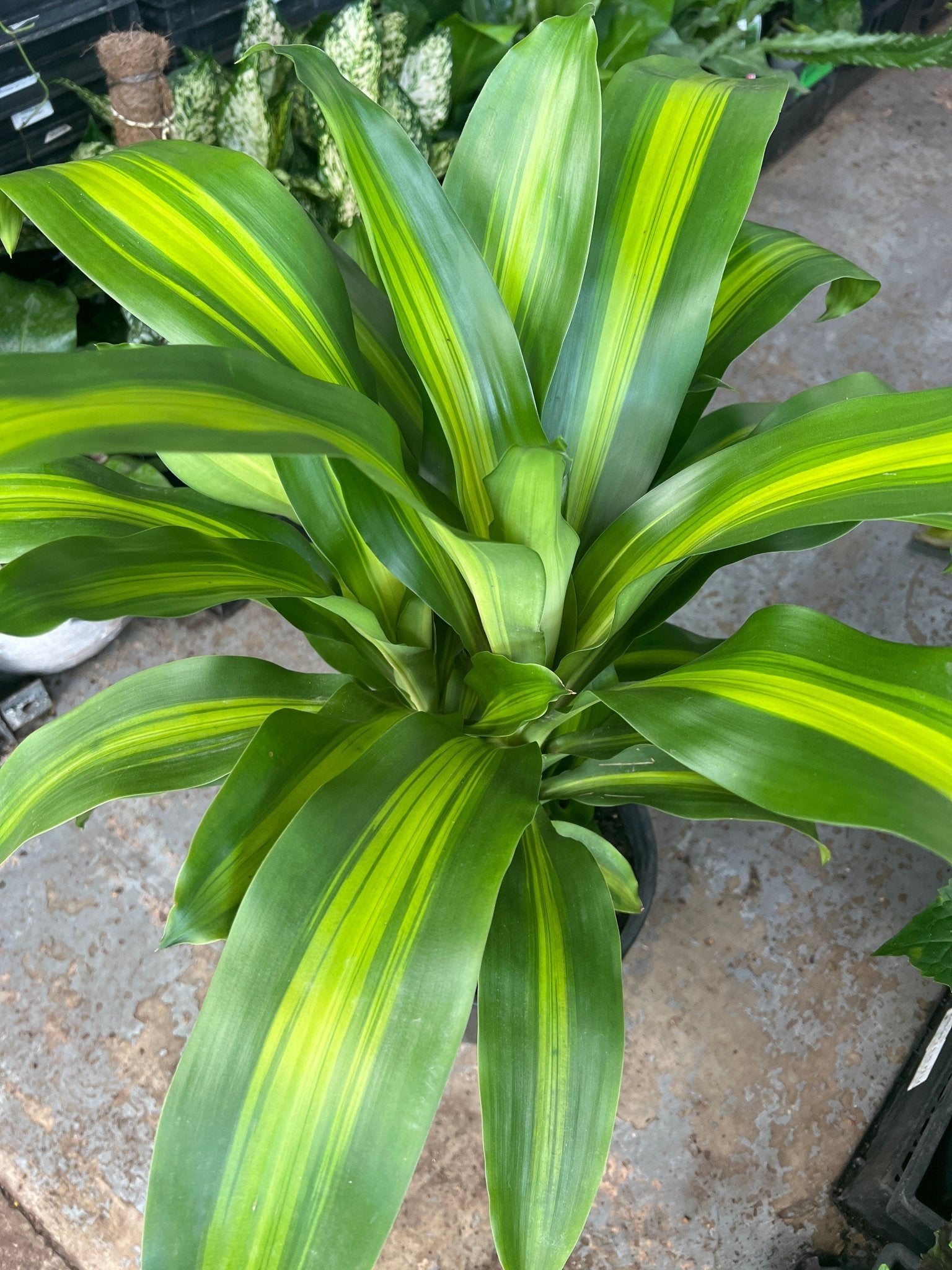 Happy Plant (Dracaena fragrans ‘Massangeana’) - Ladybird Nursery