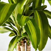 Happy Plant (Dracaena fragrans ‘Massangeana’) Multi Trunk PICK UP ONLY - Ladybird Nursery
