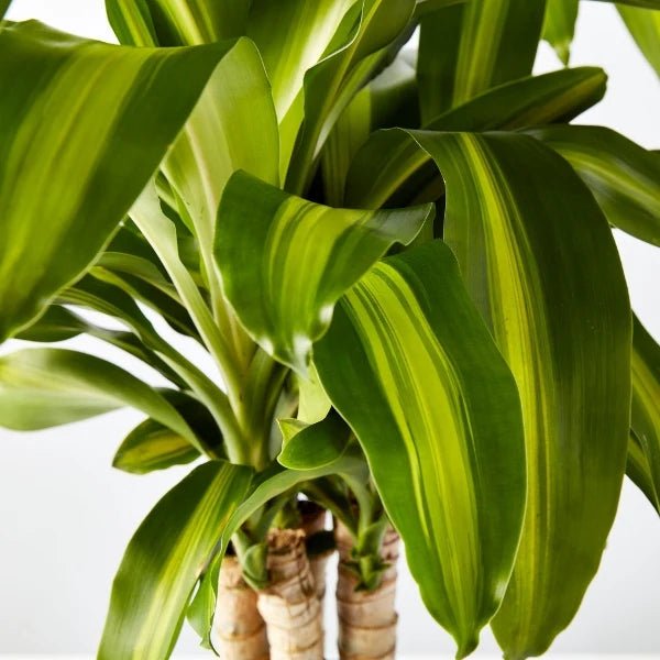 Happy Plant (Dracaena fragrans ‘Massangeana’) Multi Trunk PICK UP ONLY - Ladybird Nursery