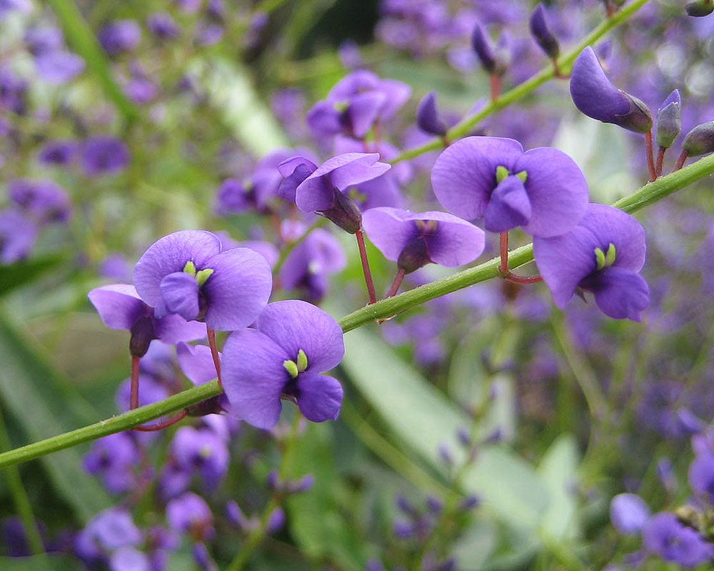 Hardenbergia Happy Wanderer (Hardenbergia violacea)