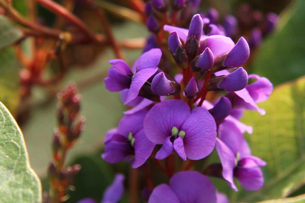 Purple Coral Pea Spray (Hardenbergia violacea)
