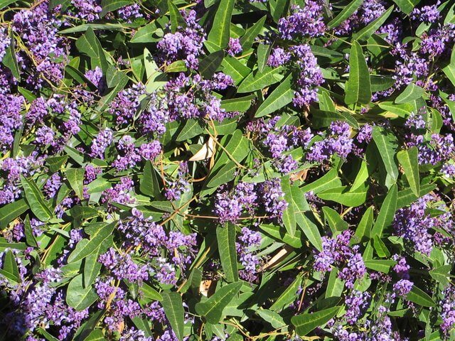 Purple Coral Pea White Out (Hardenbergia violacea)