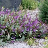 Hardenbergia ‘Blade Runner’ (Hardenbergia violacea) - Ladybird Nursery