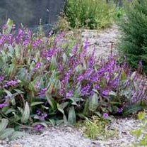 Hardenbergia ‘Blade Runner’ (Hardenbergia violacea) - Ladybird Nursery