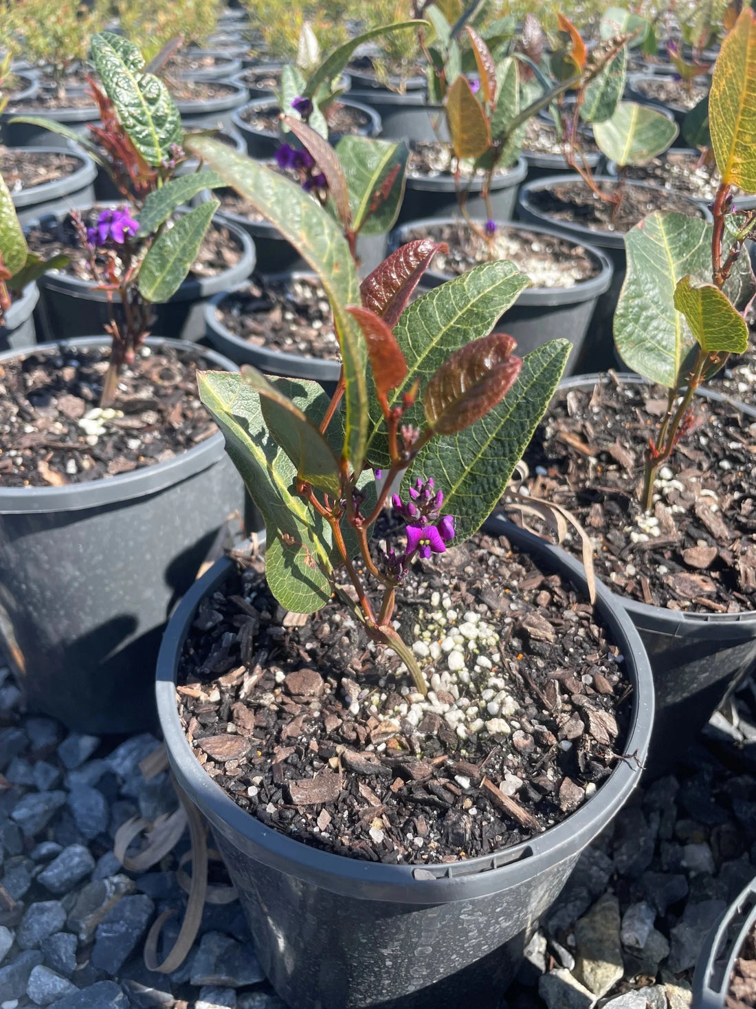 Hardenbergia ‘Blade Runner’ (Hardenbergia violacea) - Ladybird Nursery