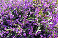 Hardenbergia 'MEEMA' - Ladybird Nursery