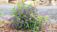 Hardenbergia 'MEEMA' - Ladybird Nursery