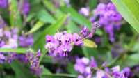 Hardenbergia 'MEEMA' - Ladybird Nursery