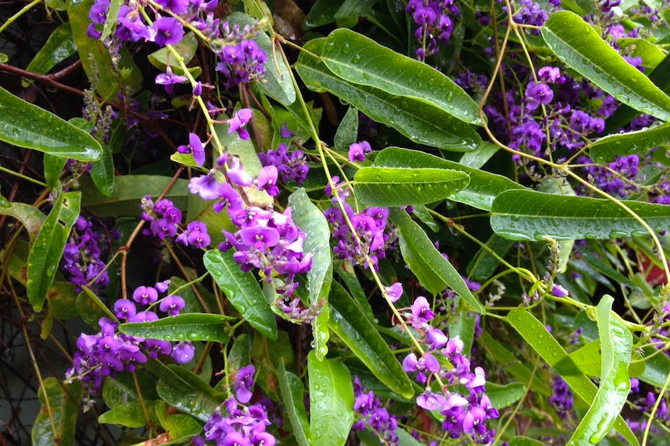 Purple Coral Pea Sweet Heart (Hardenbergia violacea)