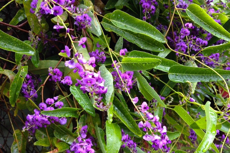 Purple Coral Pea Sweet Heart (Hardenbergia violacea) - Ladybird Nursery