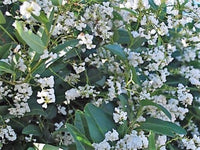 Hardenbergia ‘Edna Walling Snow White’ (Hardenbergia violacea) - Ladybird Nursery