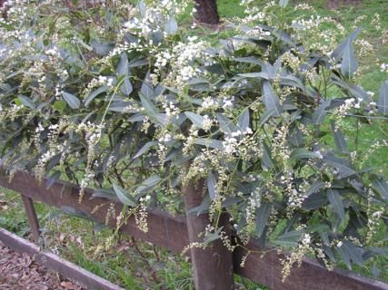 Hardenbergia ‘Edna Walling Snow White’ (Hardenbergia violacea) - Ladybird Nursery