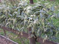Hardenbergia ‘Edna Walling Snow White’ (Hardenbergia violacea) - Ladybird Nursery
