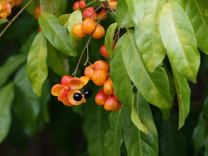 Tulipwood (Harpullia pendula) - Ladybird Nursery