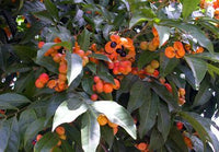 Tulipwood (Harpullia pendula) - Ladybird Nursery