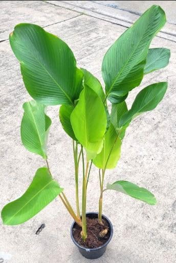 Havana Cigar Calathea (Calathea lutea) - Ladybird Nursery
