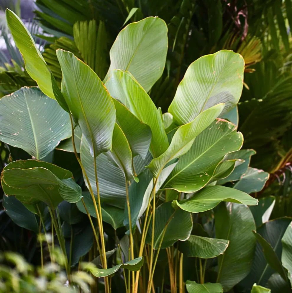 Havana Cigar Calathea (Calathea lutea) - Ladybird Nursery