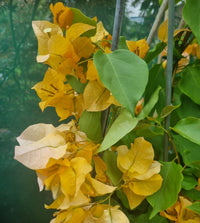 Bougainvillea Hawaiian Gold (Bougainvillea glabra)