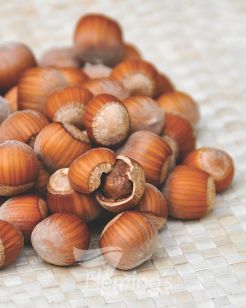 Hazelnut - Lambert - Ladybird Nursery