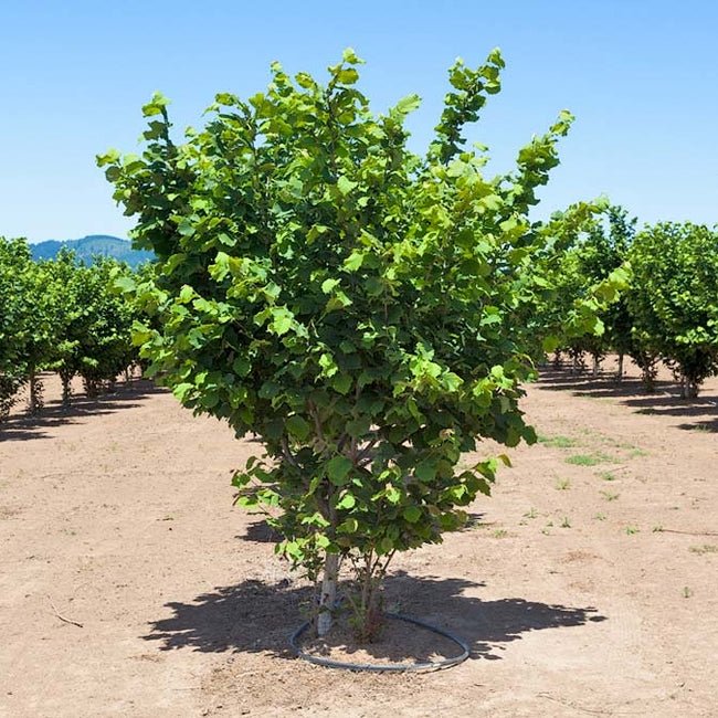 Hazelnut American White - Ladybird Nursery