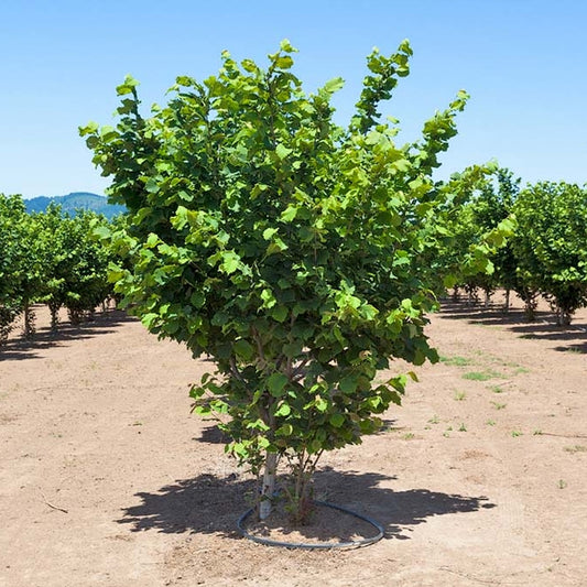 Hazelnut American White