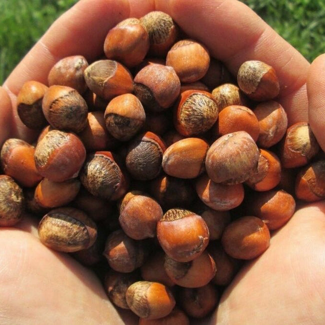 Hazelnut American White