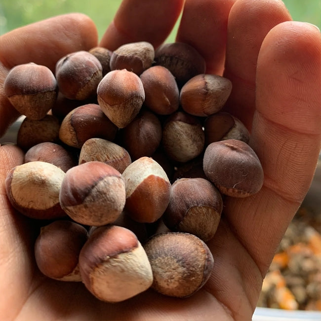 Hazelnut American White